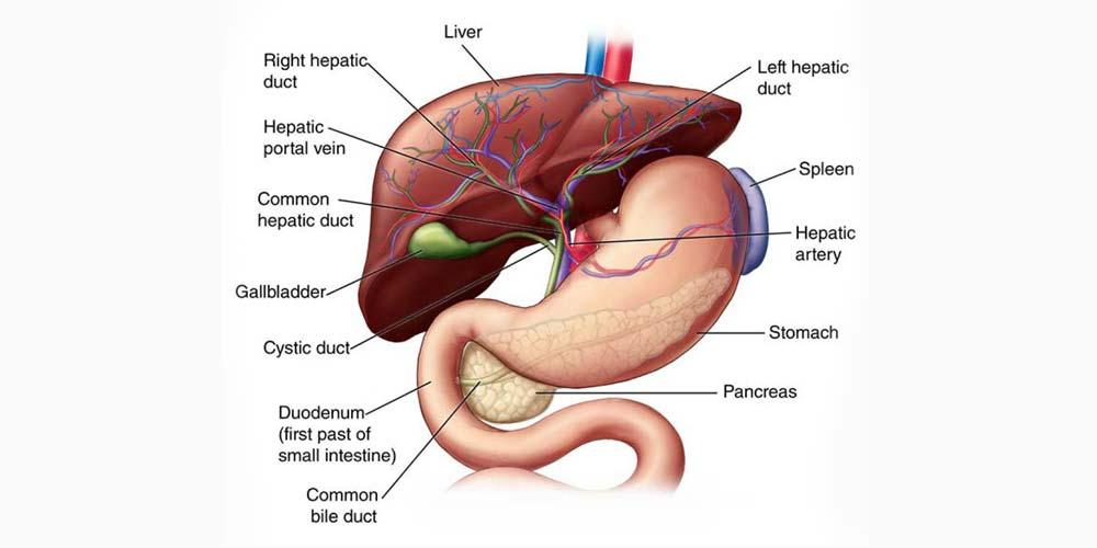 HPB Surgery